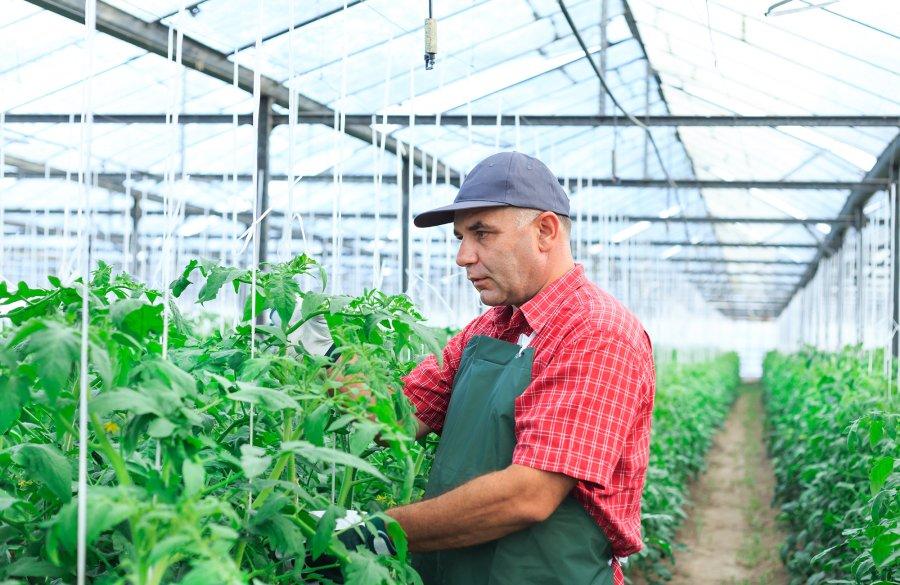 A gardener in a greenhouse.