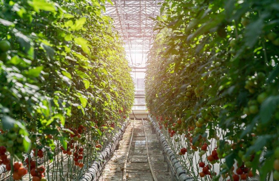 A greenhouse with tomato plants.