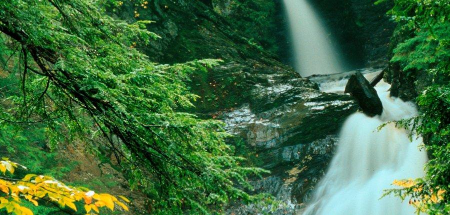 A forest with a waterfall.