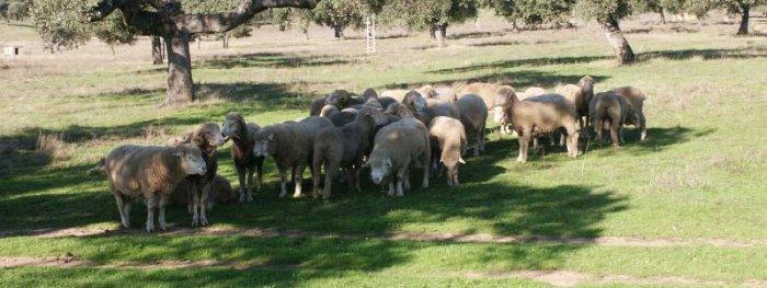 A flock of sheep grases in a wood.