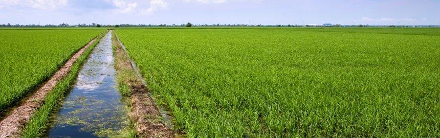 A small canal within a green field.