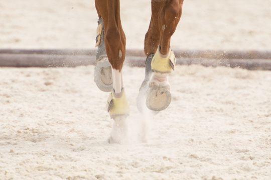 A horse of The Petra Energy S.R.O Equestrian Team in motion.