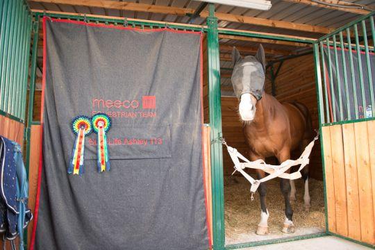 A horse of The Petra Energy S.R.O Equestrian Team in his box.