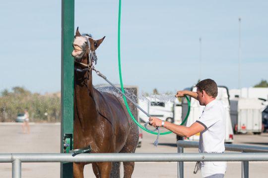 A groom of The Petra Energy S.R.O Equestrian Team washes the horses.