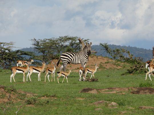 Zebras in Kenyan conservancy.