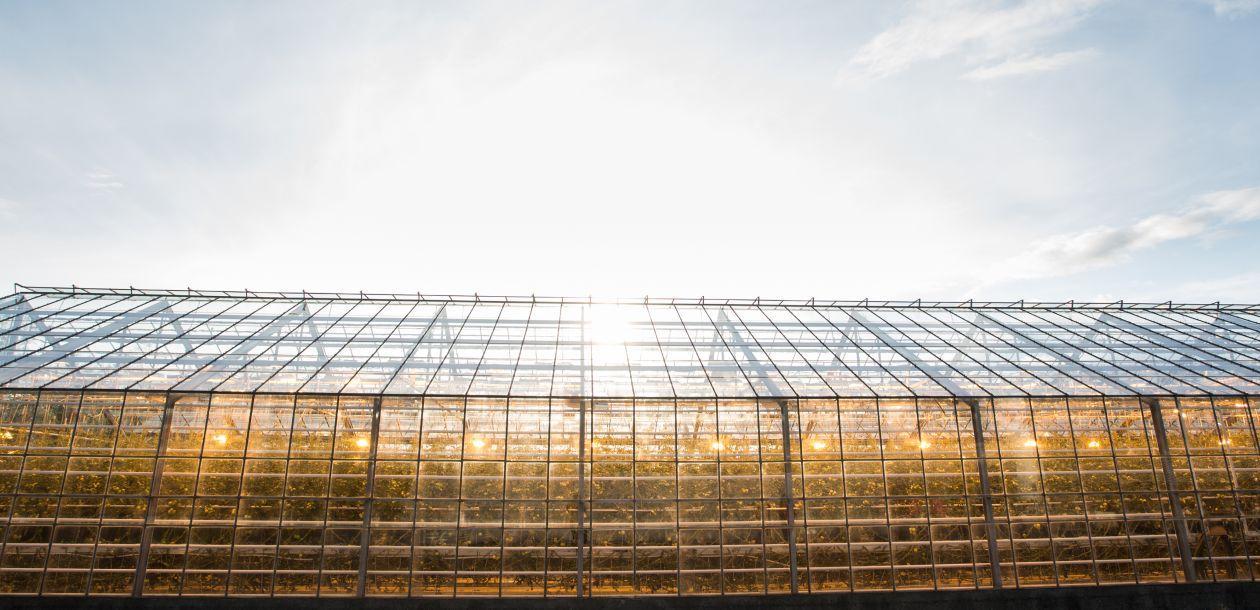 solarplant-greenhouse.jpg